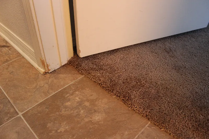 Pet damage repair