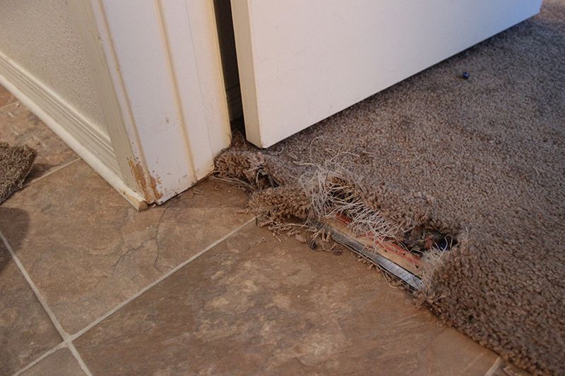 Pet damage repair before repair